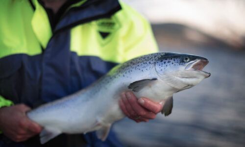 michigan salmon fishing